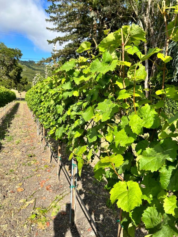 The Gables Wine Country Inn 圣罗莎 外观 照片
